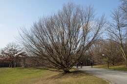 Image of European hornbeam