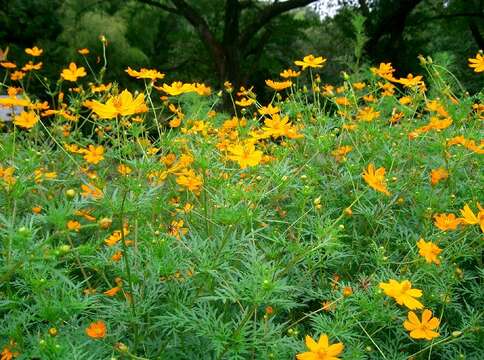 Image of sulphur cosmos