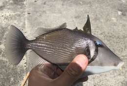 Image of Boomerang triggerfish