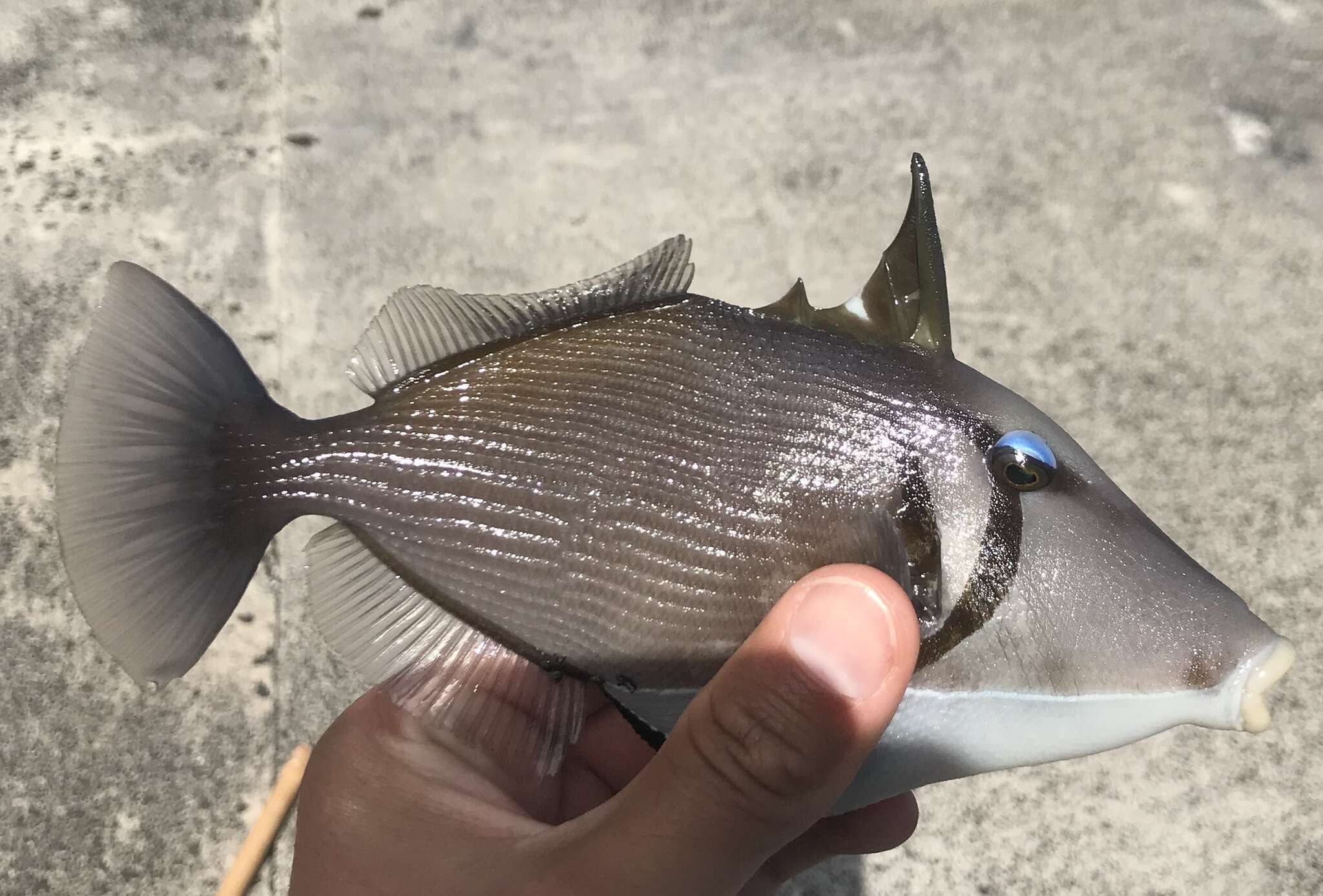 Image of Boomerang triggerfish