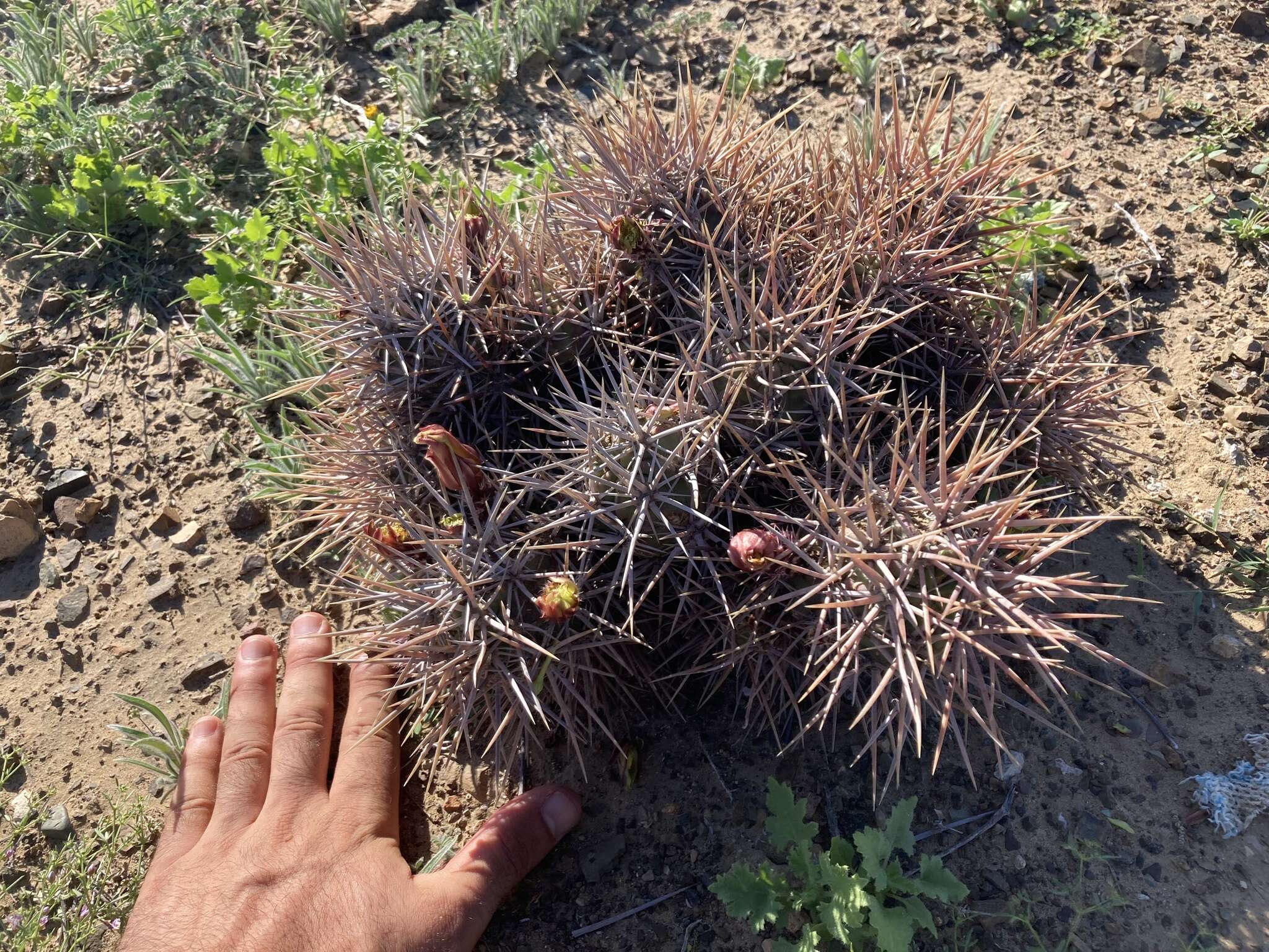 Image of Echinocereus maritimus (M. E. Jones) K. Schum.