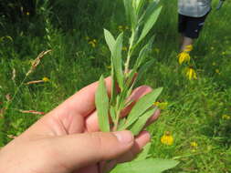 Image of Heterotheca camporum var. glandulissima