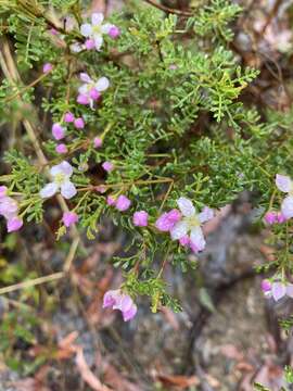 Image of small-leaved boronia