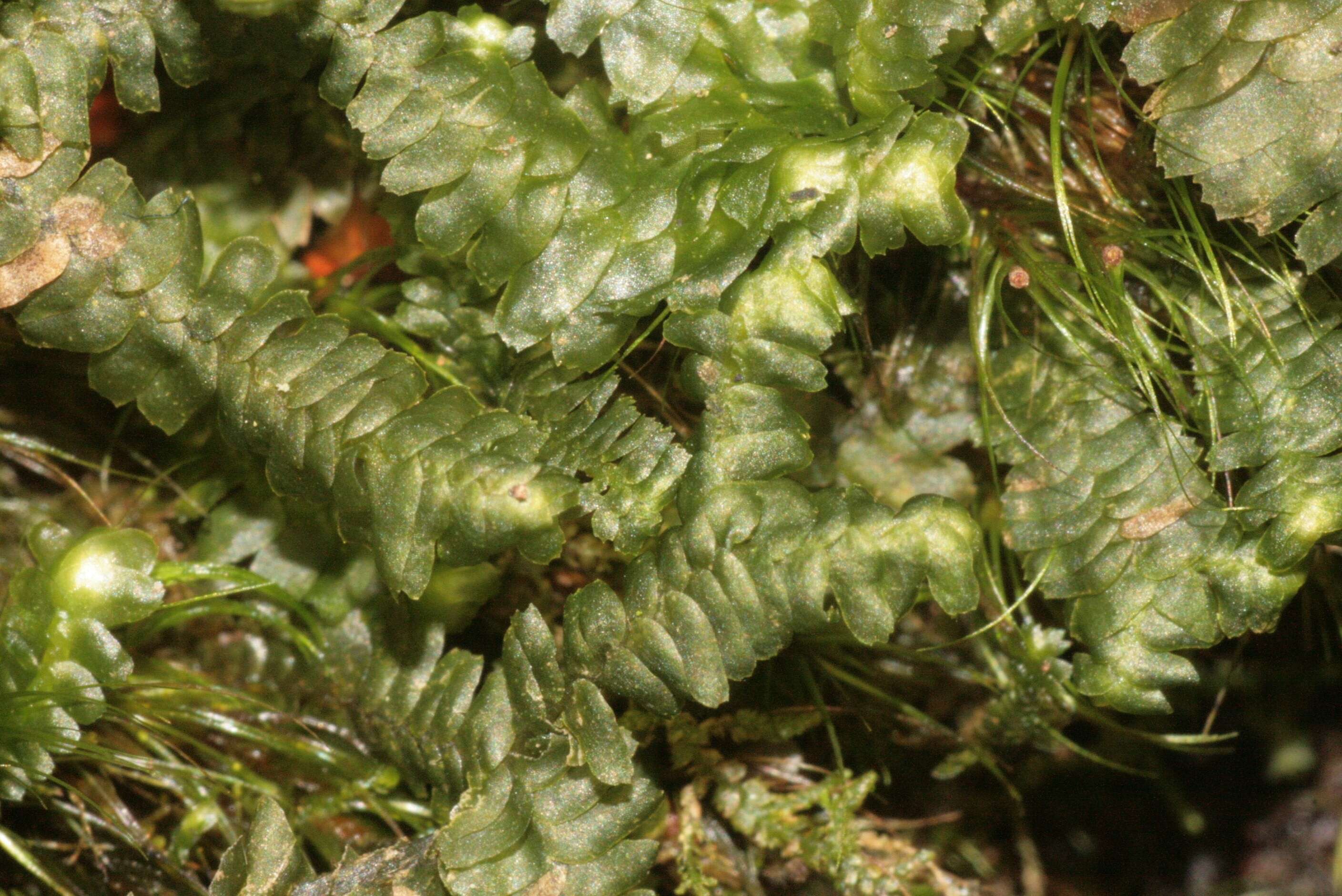 Image of greater whipwort