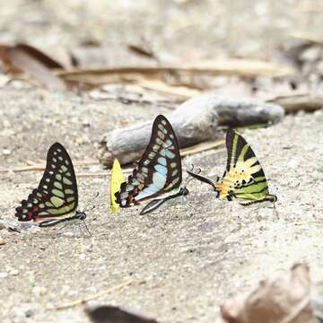 Image de Graphium arycles (Boisduval 1836)