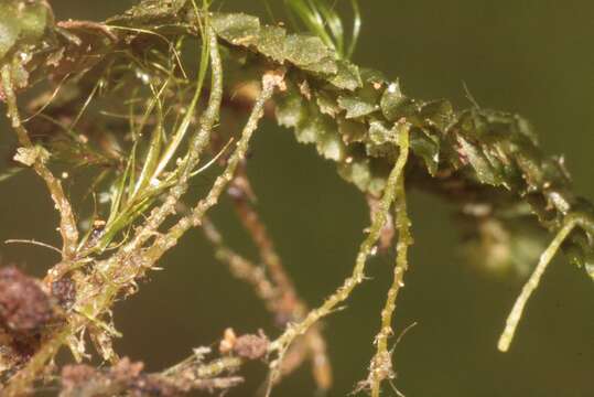 Image of greater whipwort