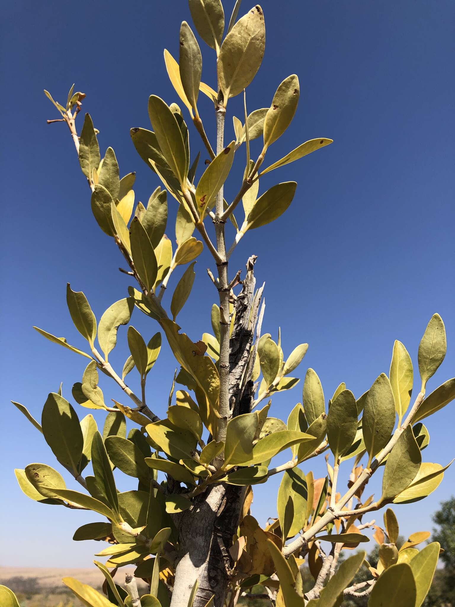 Image of Canthium suberosum Codd