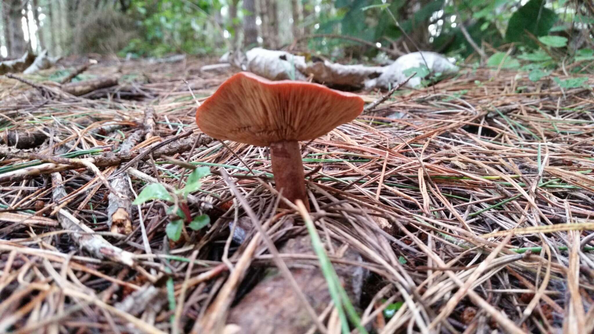 Image of Rufous Milkcap