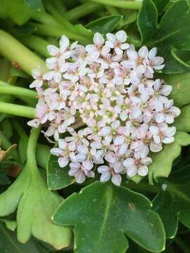 Trachymene humilis subsp. breviscapa (Domin) P. Short resmi