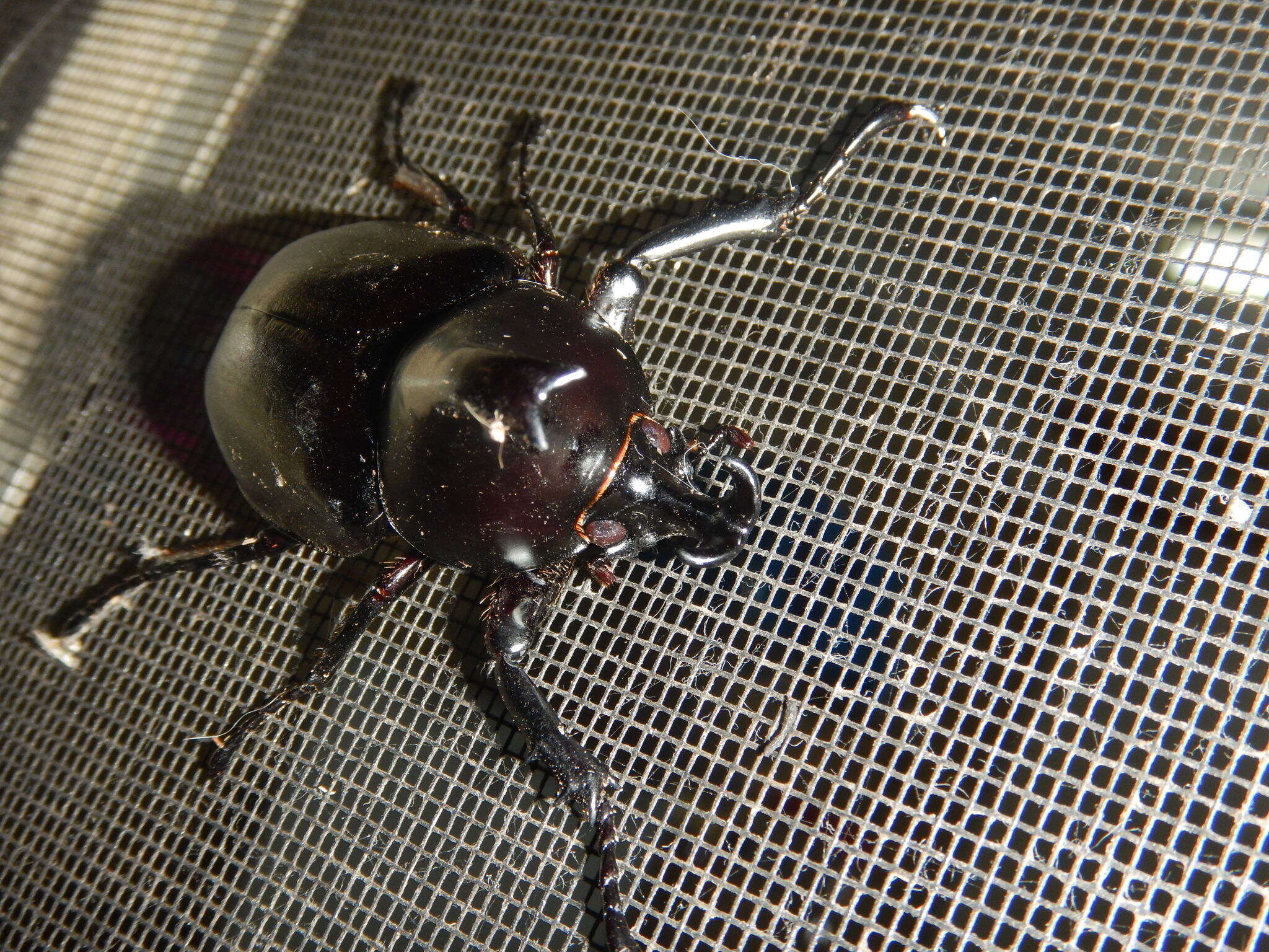 Image of <i>Xylotrupes <i>australicus</i></i> australicus