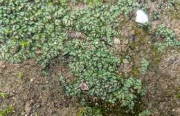 Image of Riccia atromarginata Levier