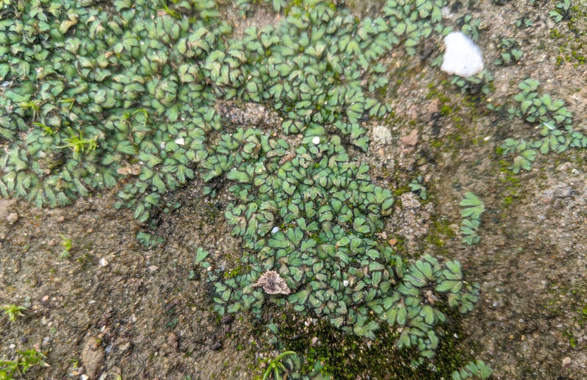 Image of Riccia atromarginata Levier