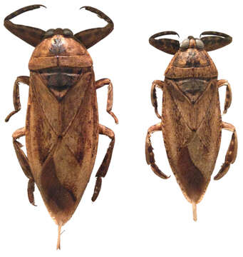 Image of Lethocerus insulanus (Montandon 1898)