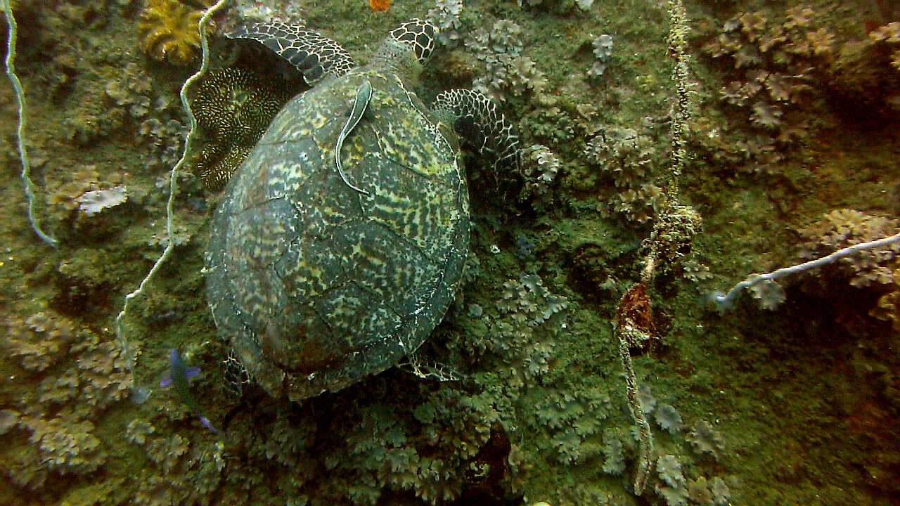 Image of Eretmochelys