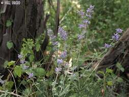 Nepeta curviflora Boiss. resmi