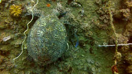 Image of Eretmochelys