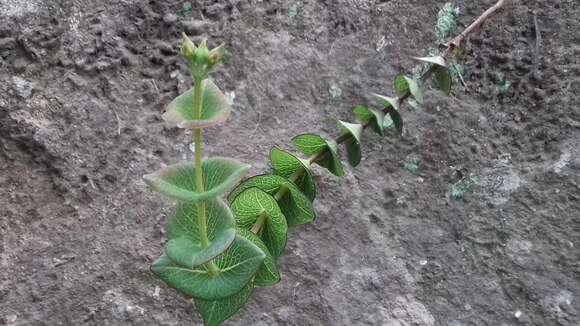 Image of Hypericum connatum Lam.