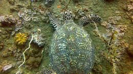 Image of Eretmochelys