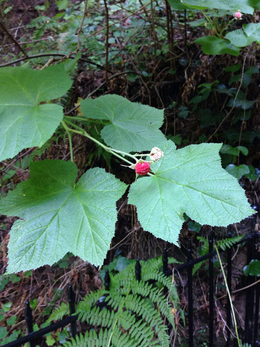 Image of thimbleberry