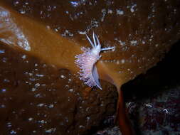 Coryphella trophina (Bergh 1890) resmi