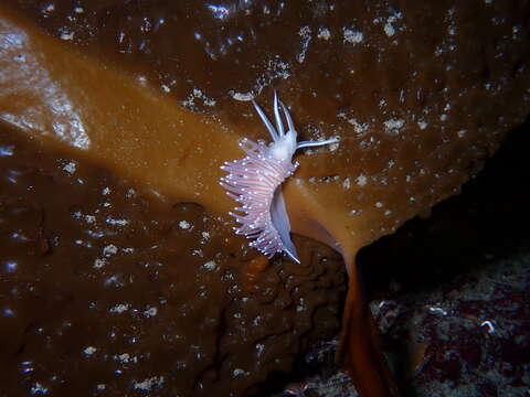 Coryphella trophina (Bergh 1890) resmi