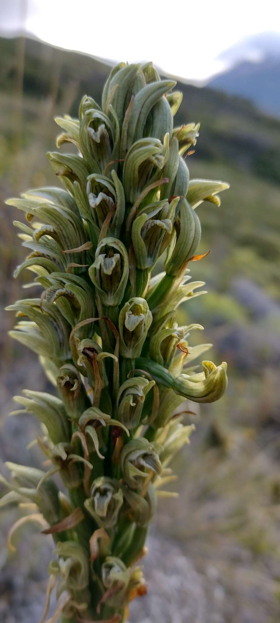 Image of Chloraea cylindrostachya Poepp.