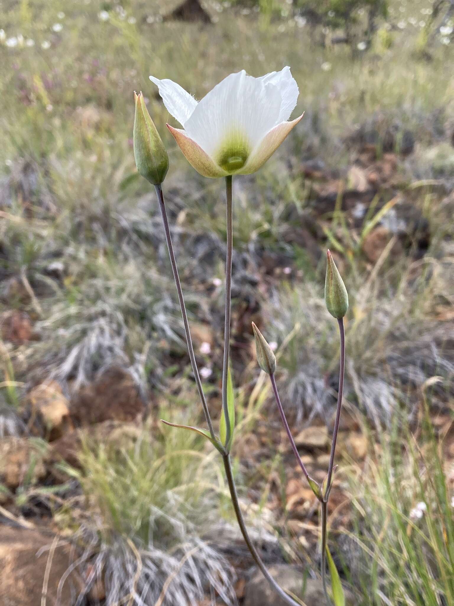 Image of Howell's mariposa lily