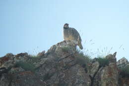 Image of Rock Partridge