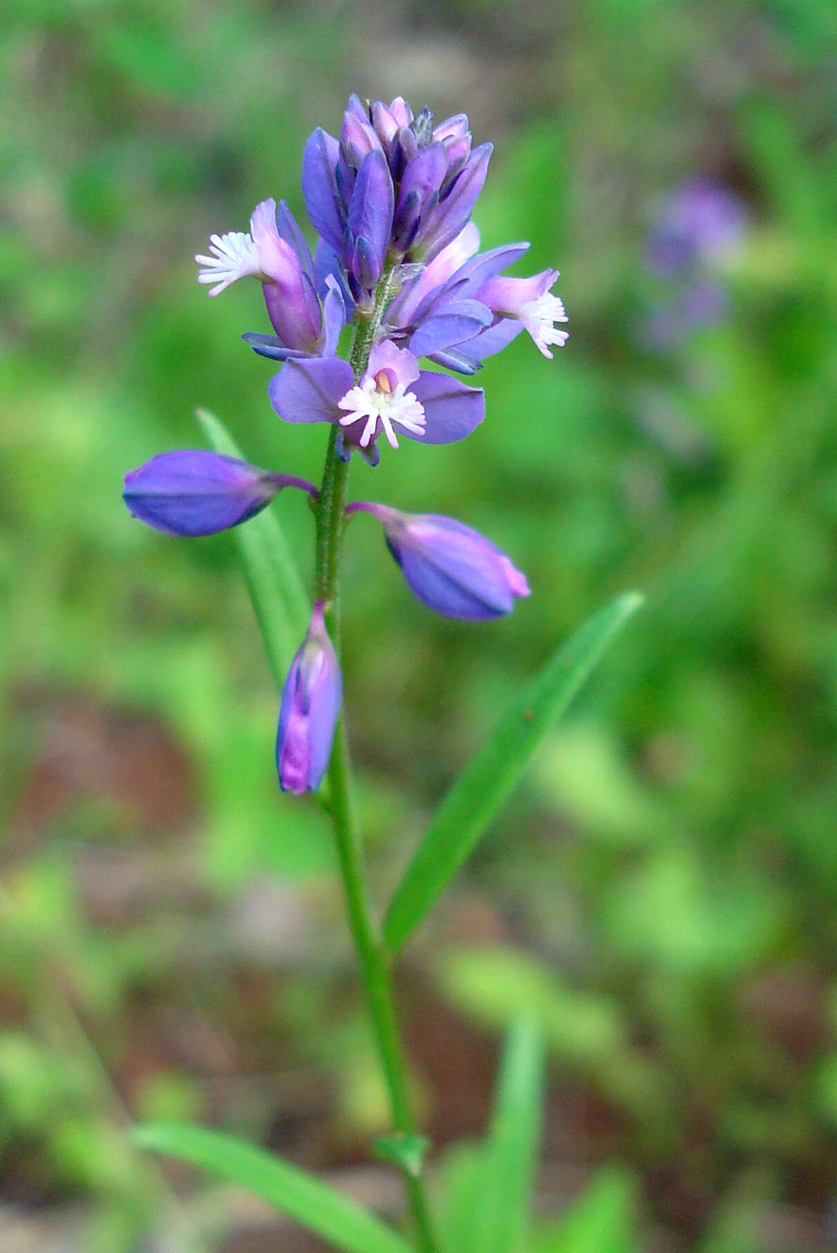 Image of tufted milkwort