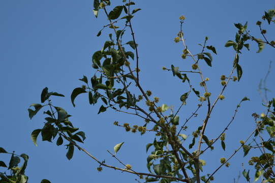 Image de Pisonia zapallo Griseb.