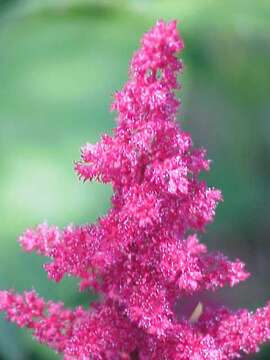 Imagem de Astilbe × arendsii