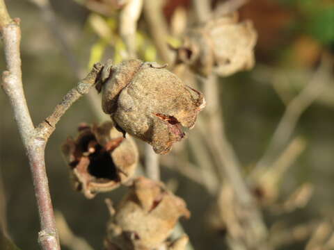 Imagem de Hamamelis virginiana L.