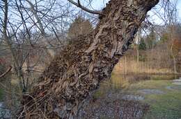 Image of Black Poplar