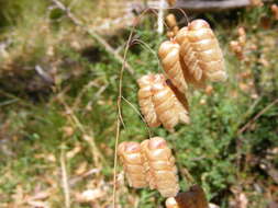 Image of big quakinggrass