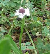 Phyla nodiflora (L.) Greene resmi