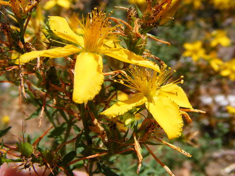 Image of St John's-wort