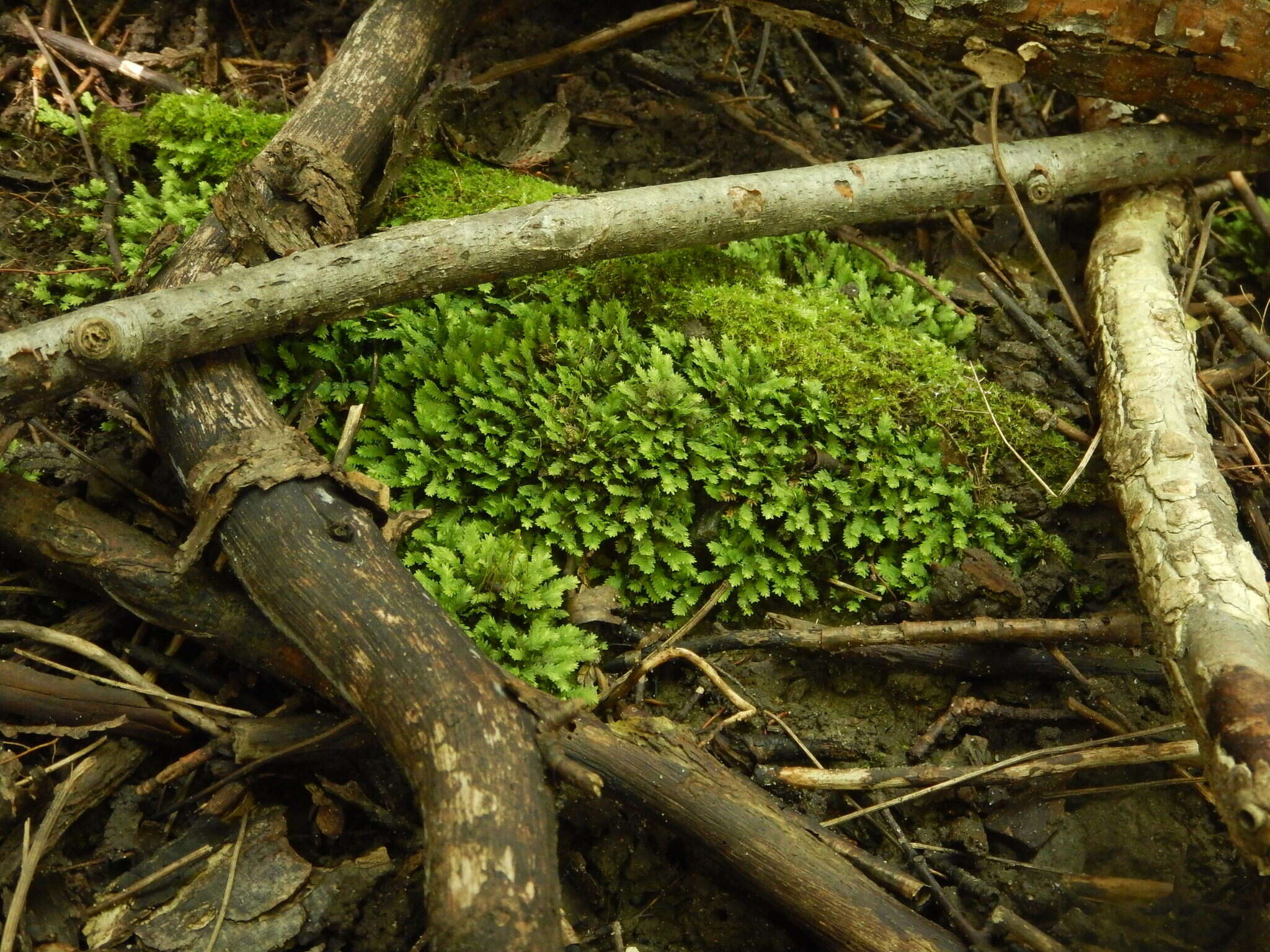 Image of fissidens moss