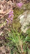 Image de Stylidium productum M. M. Hindmarsh & D. F. Blaxell