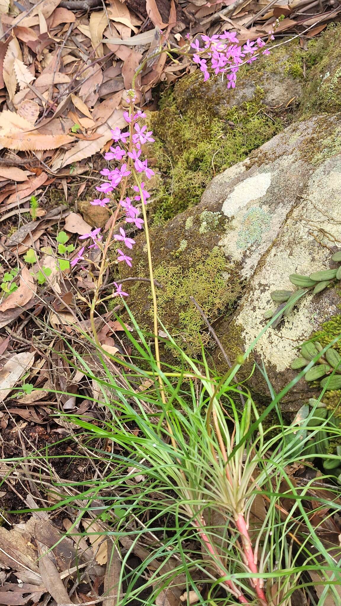 Image de Stylidium productum M. M. Hindmarsh & D. F. Blaxell