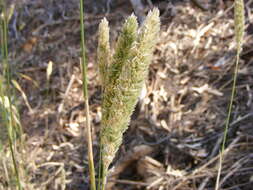 Image of bulbous canarygrass