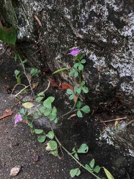 Image of Corynandra felina (L. fil.) Cochrane & Iltis