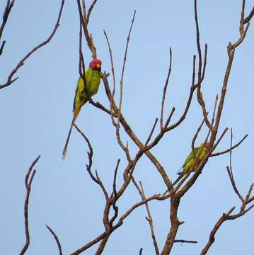 Image of Blossom-headed Parakeet