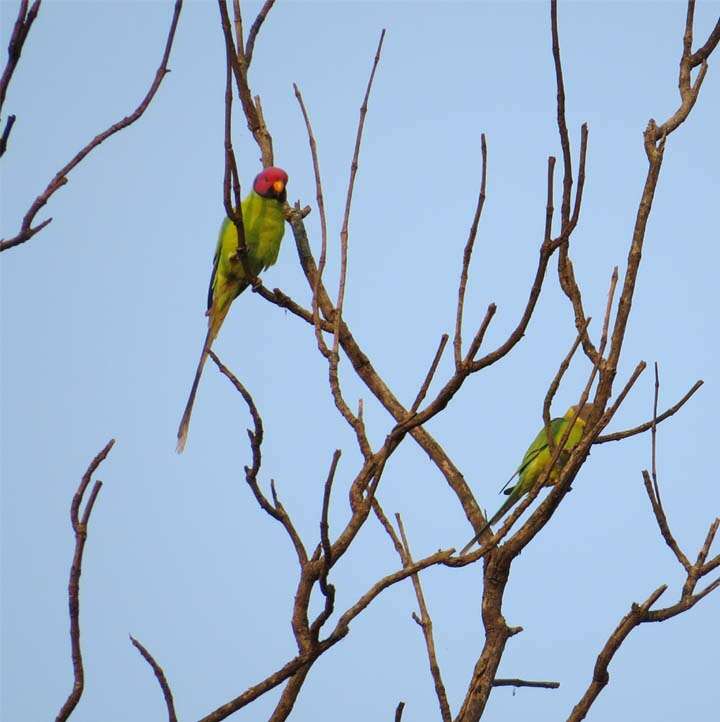 Image of Blossom-headed Parakeet