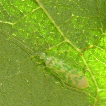 Image de Malacocoris