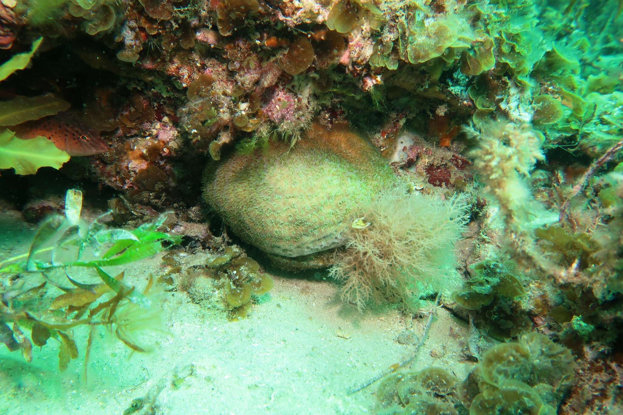 Image of wrinkle coral