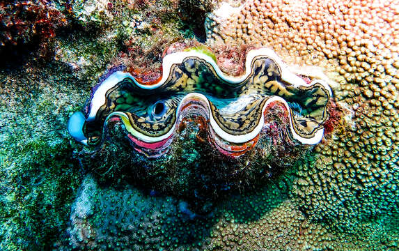 Image of Small giant clam