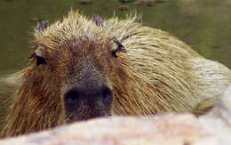 Image of Capybaras