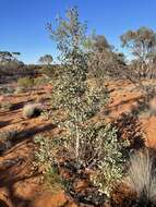 Codonocarpus cotinifolius (Desf.) F. Müll. resmi