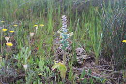 Image of Lachenalia longibracteata E. Phillips