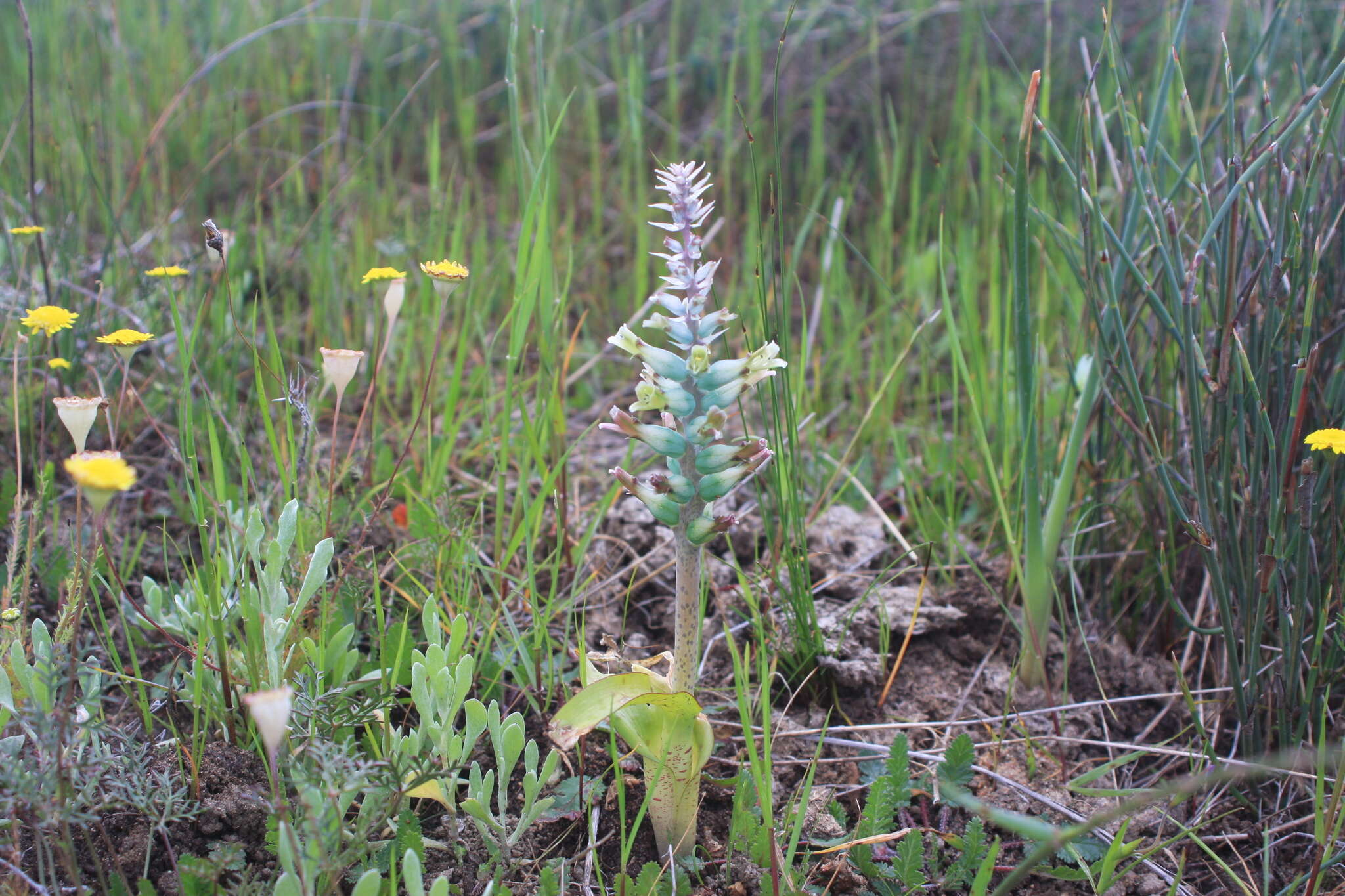 Image of Lachenalia longibracteata E. Phillips